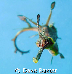 weedy sea dragon flying through the temperate water of Pe... by Dave Baxter 